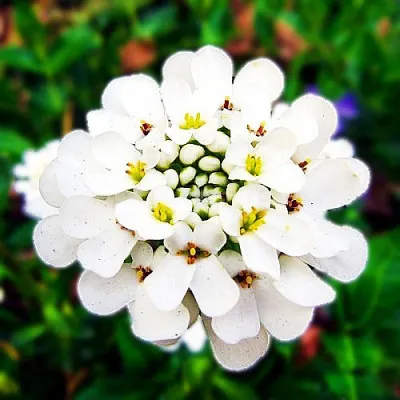 Иберис Whiteout фото