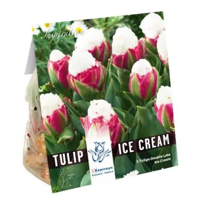 Тюльпан Ice Cream (Брендовые луковицы KAPITEYN®) фото