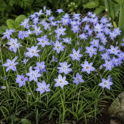 Ифейон Uniflorum фото