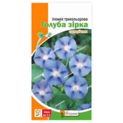 Ипомея Голубая звезда фото