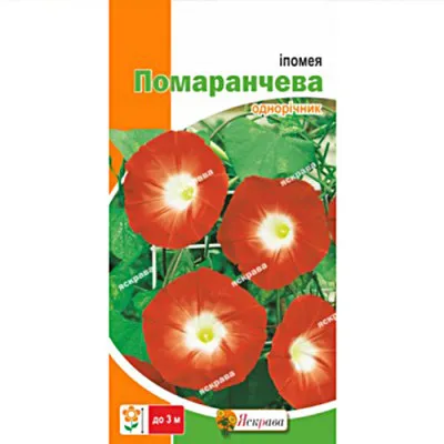 Ипомея трехцветная оранжевая фото