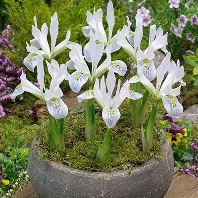 Ирис reticulata Polar Ice фото