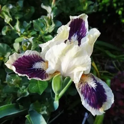 Ирис Black Cherry Delight фото