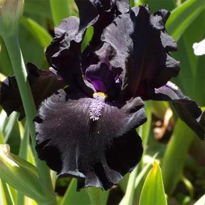 Ирис Black Night фото