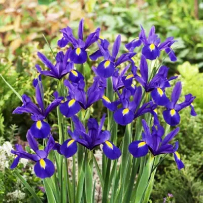 Ирис Hollandica Blue Magic фото
