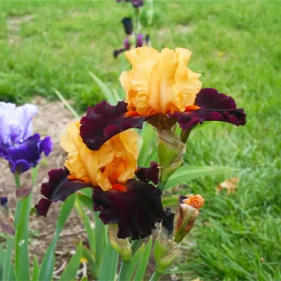 Ирис Brilliant Disguise фото