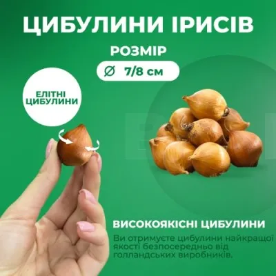 Ирис Hollandica White Magic фото