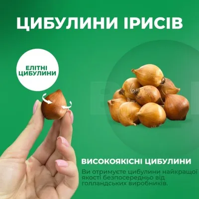 Ирис Hollandica Limelight фото