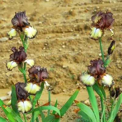 Ирис Burgundy Brown фото
