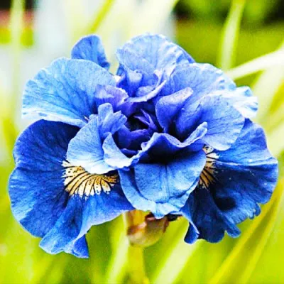Ирис Sibirica Concord Crush фото