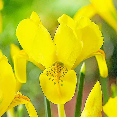 Ирис Danfordiae фото