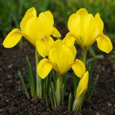 Ирис Danfordiae фото