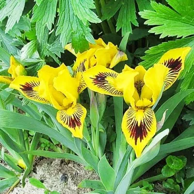 Ирис Pumila Eye Bright фото