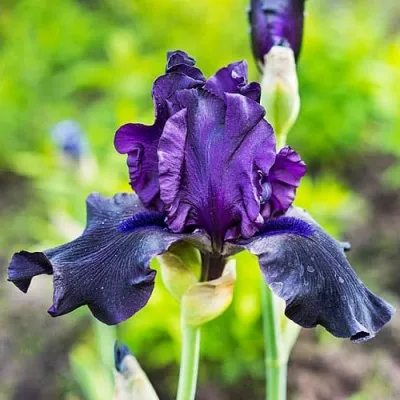Ирис Hello Darkness фото