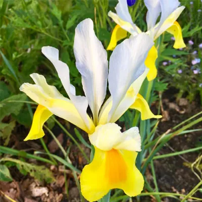 Ирис Hollandica Apollo фото