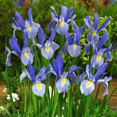Ирис Hollandica Blue фото