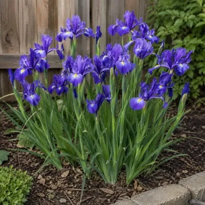 Ирис Hollandica Discovery Purple фото