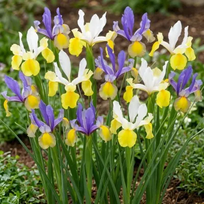 Ирис Hollandica Mysterious Rainbow Mix фото