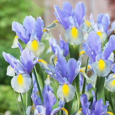 Ирис Hollandica Mystic Beauty фото