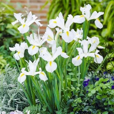 Ирис Hollandica White фото