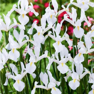 Подарок! Ирис Hollandica White Van Vliet фото