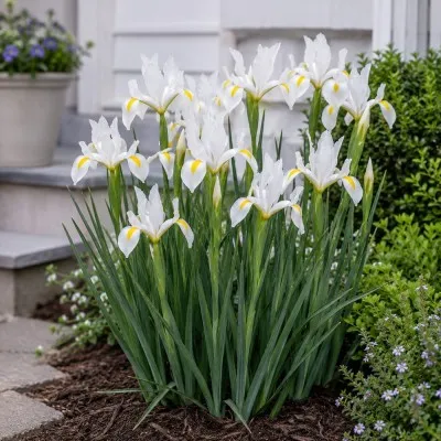 Ирис Hollandica White Van Vliet фото