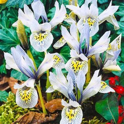 Ирис Katharine Hodgkin фото