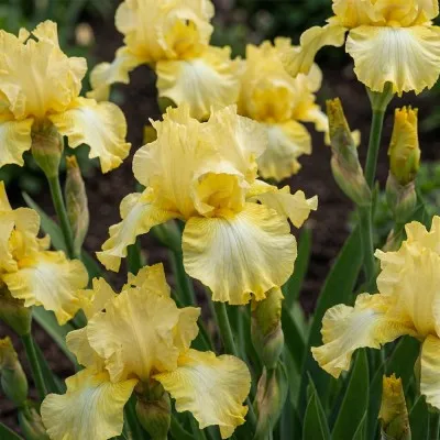 Ирис Lemon Delicios фото