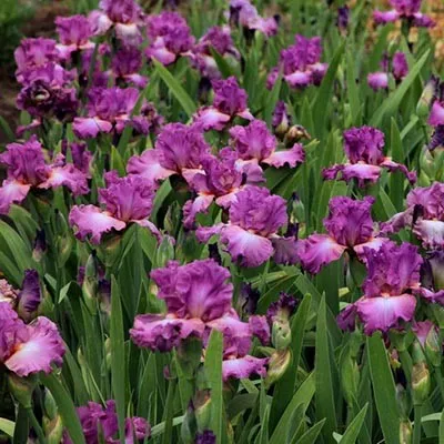 Ирис Mallow Dramatic фото
