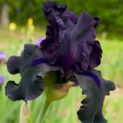Ирис Night Ruler фото