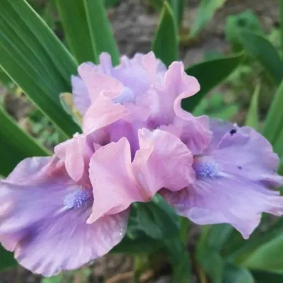 Ирис Pumila Cherry Blush фото
