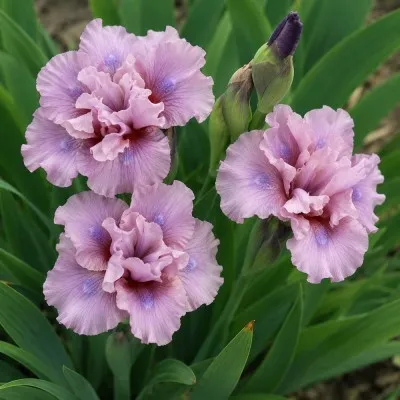 Ирис Pumila Cherry Blush фото