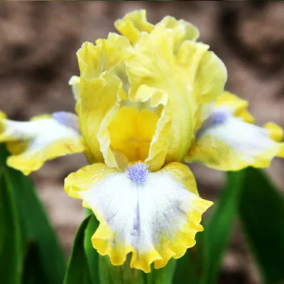 Ирис Pumila Easter фото