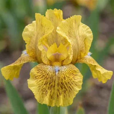 Ирис Pumila Little Bit Of Lace фото