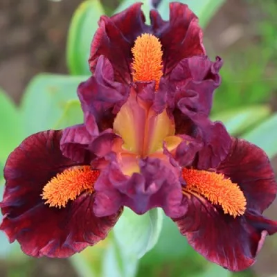 Ирис Pumila Roaring Fire фото