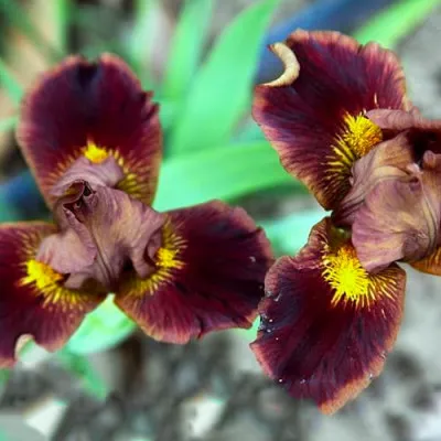 Ирис Pumila Tortyru фото