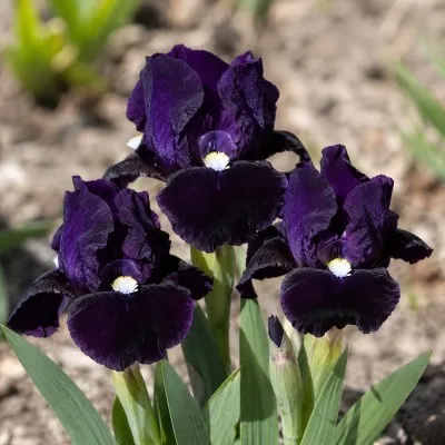 Ирис Pumila Wish Upon a Star фото