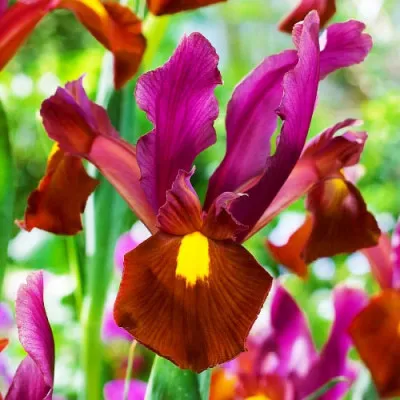 Ирис Hollandica Red Ember фото