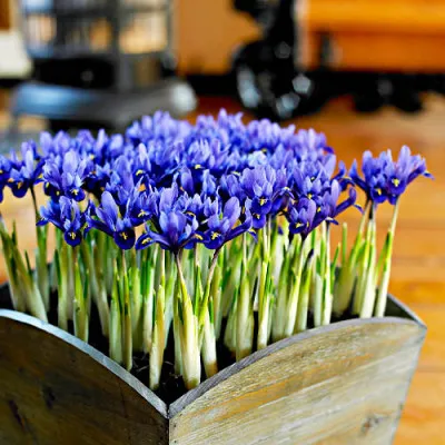 Ирис reticulata Blue Hill фото