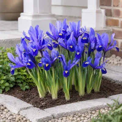Ирис reticulata Blue Hill фото