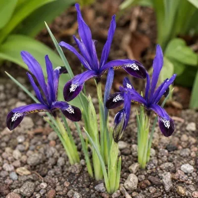 Ирис reticulata Blue Note фото