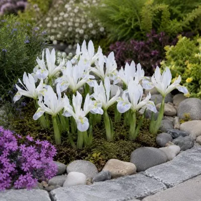 Ирис reticulata Polar Ice фото