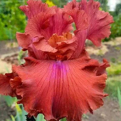 Ирис Rosy Rogue фото
