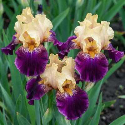 Ирис Royal Harlequine фото