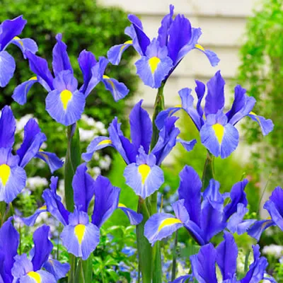 Ирис Hollandica Sapphire Beauty фото