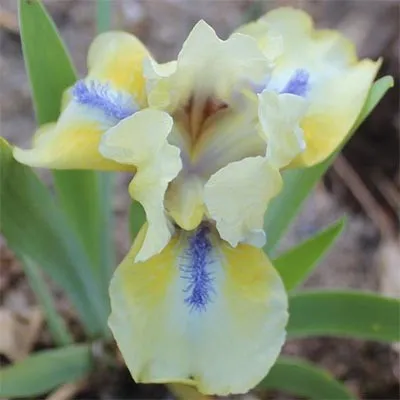 Ирис Pumila Sarah Taylor фото