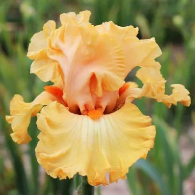 Ирис Shine On Me Sunshine фото