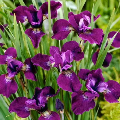 Ирис Sibirica Hubbard фото