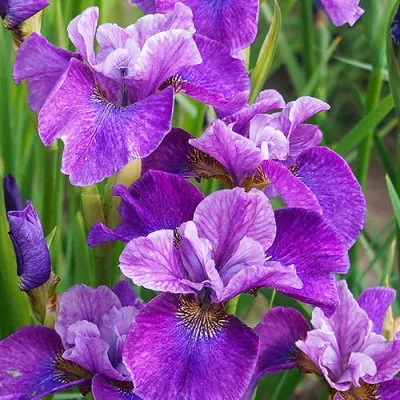 Ирис Sibirica Roaring Jelly фото