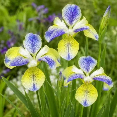Ирис Sibirica Tipped in Blue фото